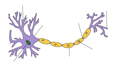 Neuron_Hand-tuned.svg.png